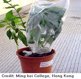Picture of a plastic bag tied around plant leaves. 