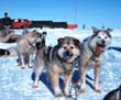 picture of sled dogs