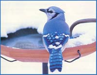 {Bluejay image}