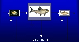 schematic of food web