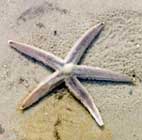 Estrella de mar