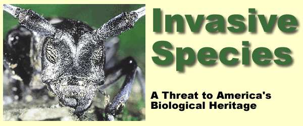 image of an Invasive Beetle
