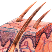 Drawing of Skin and a Hair Follicle