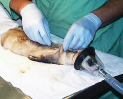 Ferret getting vaccinated at the USGS National Wildlife Health Center (courtesy USGS)