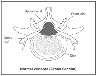 Normal Vertebra