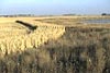 Minnesota wheat field