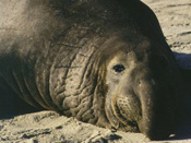 Northern Elephant Seal