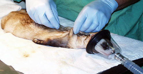 Black Footed Ferret gets a vaccination - story details below