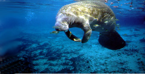 Manatee Photo by Robert Bonde - story details below