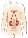 Drawing of kidneys - Click to enlarge in new window.