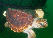 loggerhead turtle escaping net equipped with turtle excluder device