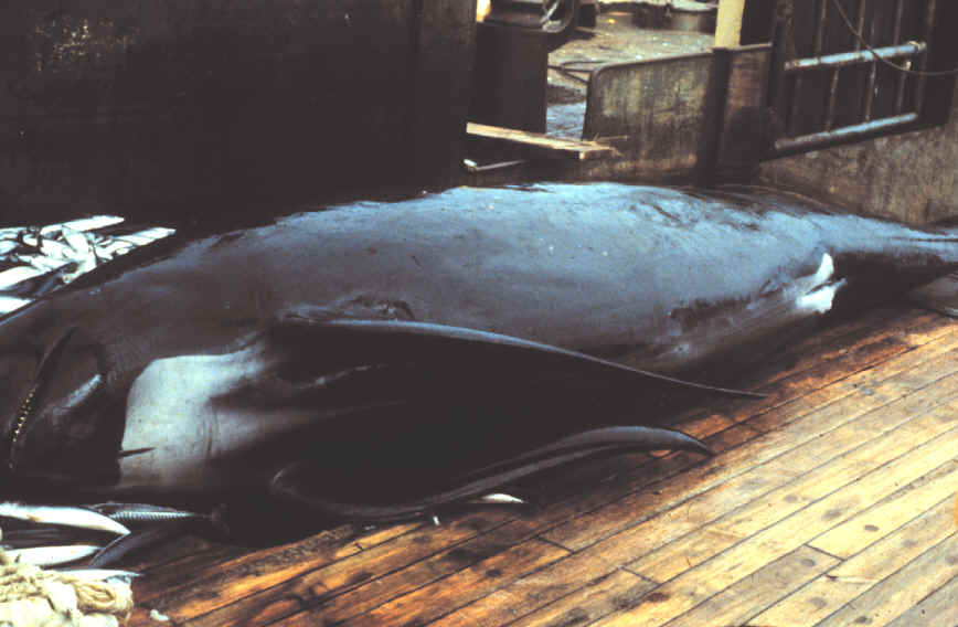 pilot whale lying on the deck of a boat