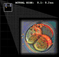 Embryo after cleavage