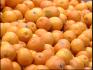 USDA Citrus Diseases and Food Safety