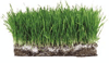 grass