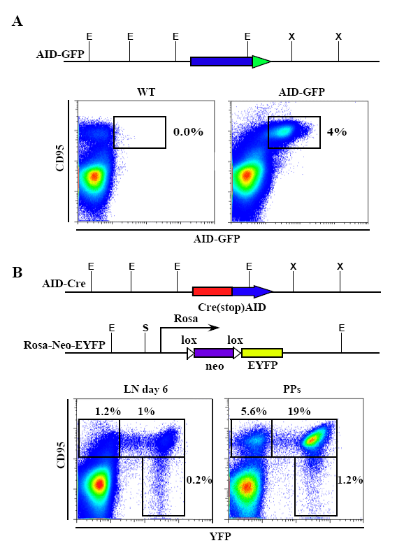 Photo of AID Genetic Markers