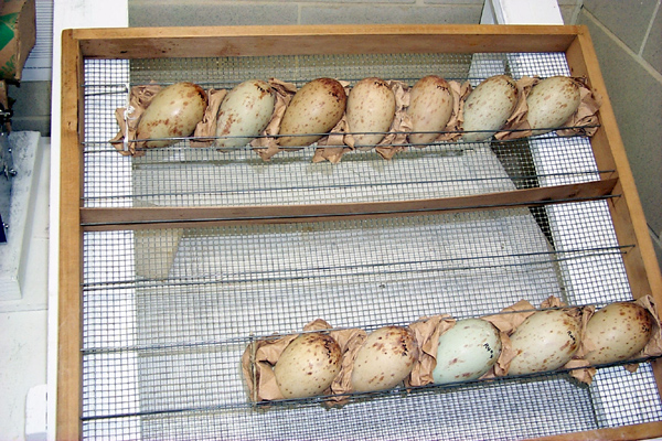 This tray of whooper eggs has just come out of the incubator. The eggs will be examined, candled, and weighed to see how their development is progressing. Eggs lose weight during incubation as the chicks grow and use up yolk and fluid. But if an egg loses too much weight too quickly, it can be helped by special treatments or placed in a separate incubator that has a higher humidity level. (Photo by Nelson Beyer, USGS Patuxent Wildlife Research Center)