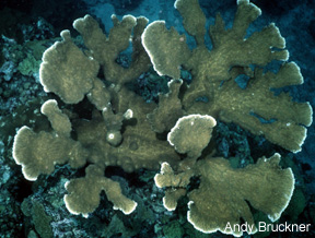 Elkhorn coral 