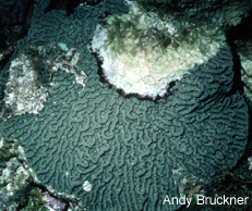 Mycetophyllia with black band disease