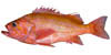 rockfish image