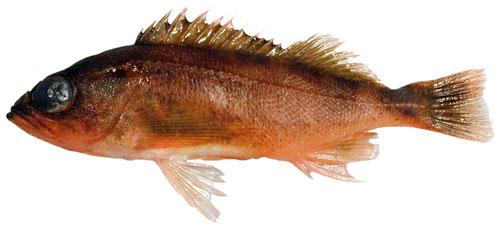 Puget Sound rockfish