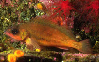 PugetSound rockfish