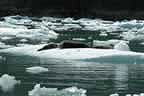 harbor seals and glacial ice