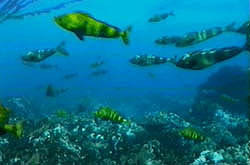 underwater photo of nesting akta mackerel