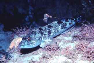 Adult Lingcod.