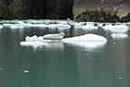 harbor seals and glacial ice