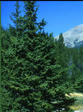 Mountain with blue sky behind and evergreens, grass and a stream in the foreground: First third of the image