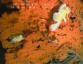 Gorgonian corals provide important refuge habitat for many of Alaska’s fish and shellfish species