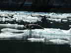 harbor seals and glacial ice