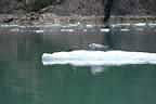 harbor seals and glacial ice