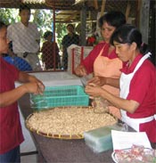 Thai women package peanuts, which they grew as part of an income generating project during the dry season.