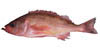 rockfish image