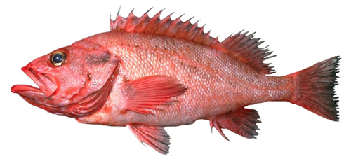 rougheye rockfish