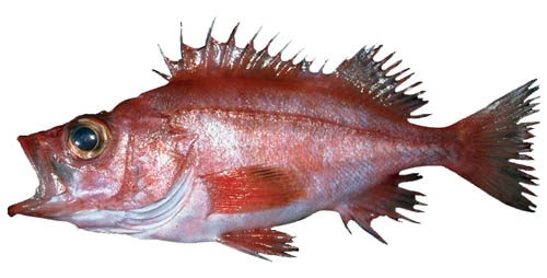 splitnose rockfish