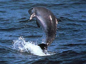 dwarf sperm whale leaping out of water