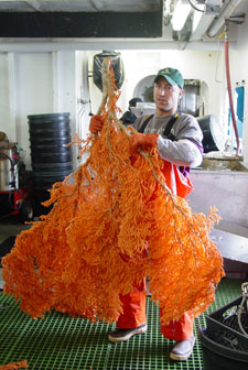 Large red tree corals are often snagged as bycatch in some of Alaska’s fisheries