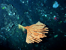 The taxonomy of many of Alaska’s corals, such as this bamboo coral, is poorly understood