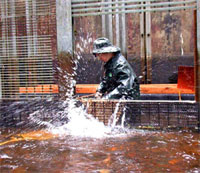 Processing adult salmon from wier trap