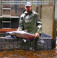 Adult male coho salmon