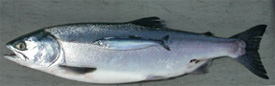 Juvenile and adult pink salmon captured during SECM sampling