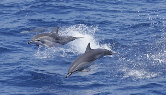 clymene dolphins