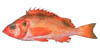 rockfish image