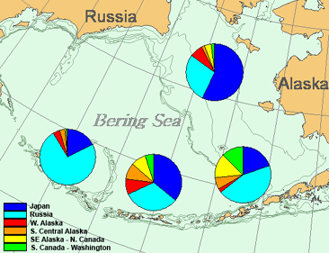 Genetic stock identification of immature chum salmon captured during the 2002 BASIS survey aboard the F/V Northwest Explorer