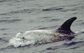 Risso's Dolphin