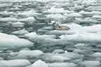 harbor seals and glacial ice