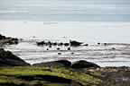 harbor seals and glacial ice